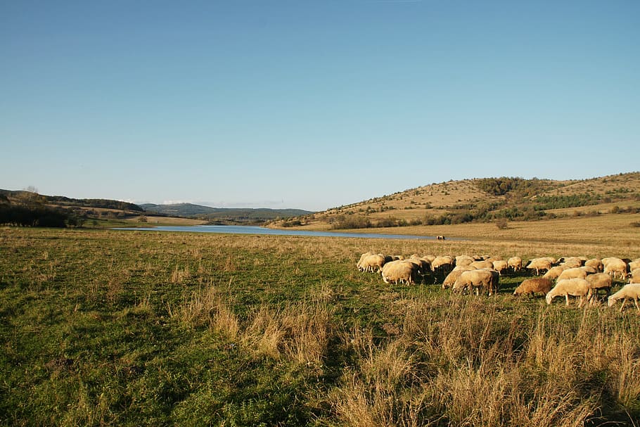Pasture, Sheep, Landscape, Field, Fall, countryside, sky, nature HD wallpaper