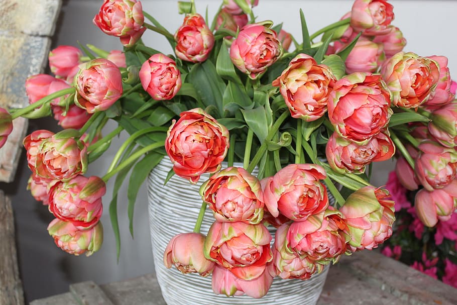 closeup photo of pink and red petaled flower in gray vase, tulips HD wallpaper