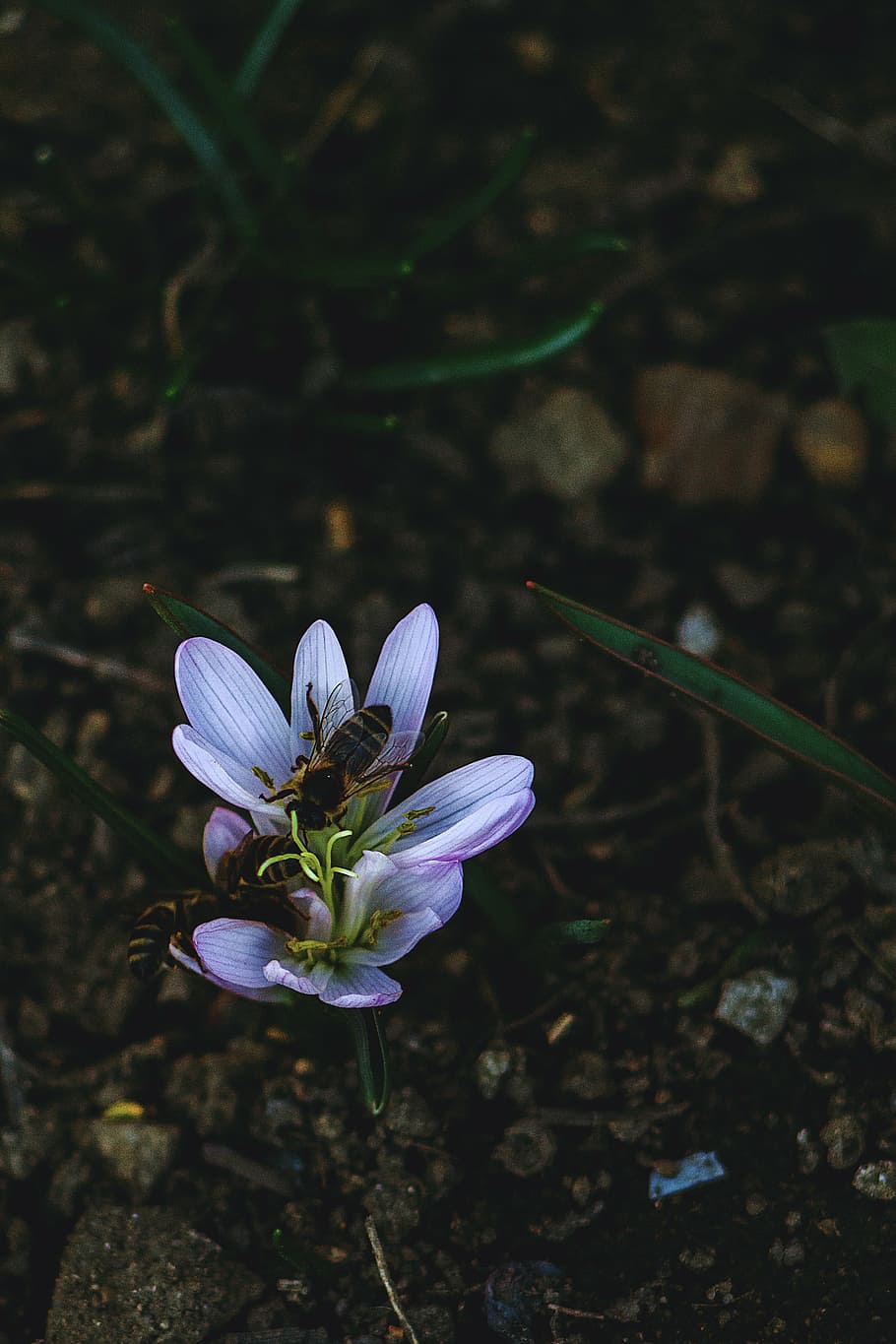 bees, bloom, blooming, blur, bumble bee, close-up, environment HD wallpaper