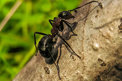 Ant, Priroda, Macro, Insects, Nature, animals in the wild, animal themes HD wallpaper