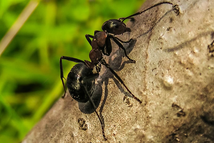 Ant, Priroda, Macro, Insects, Nature, animals in the wild, animal themes HD wallpaper