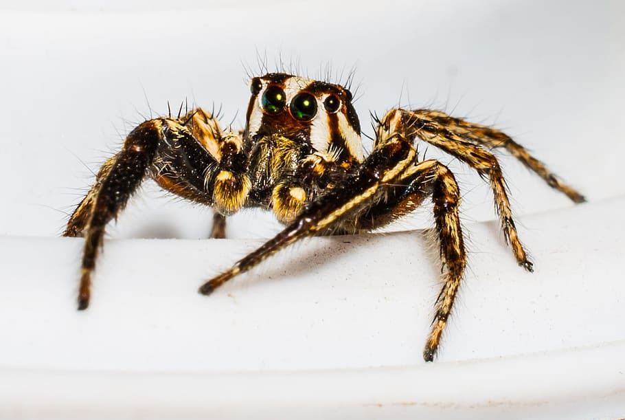 Jumping Spider, Small, small spider, insect, close, one animal HD wallpaper