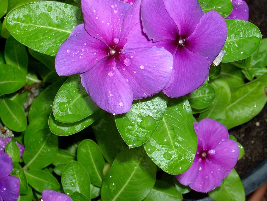periwinkle, dew, flower, vinca, leaf, blossom, bloom, petals HD wallpaper