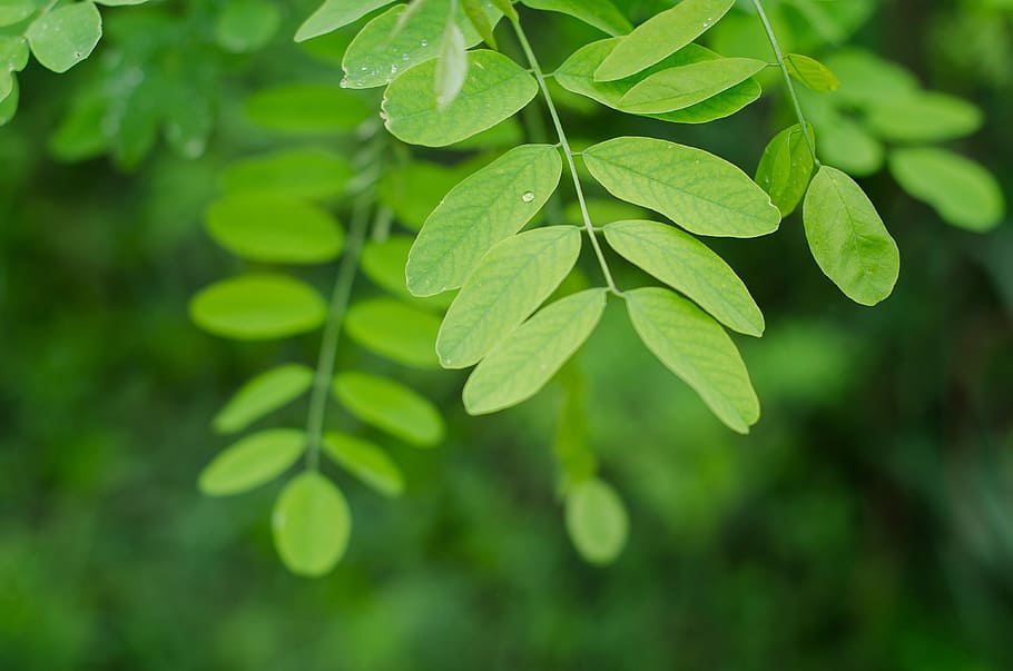 shallow focus photo of tree, green plant, leaf, bokeh, 50mm, plant part HD wallpaper