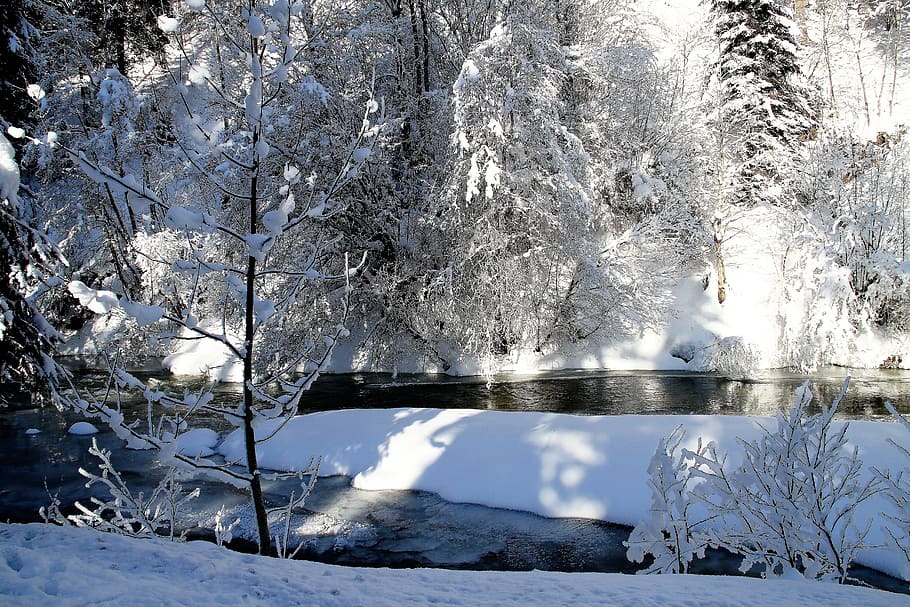 snow covered trees near river, winter, bach, landscape, wintry HD wallpaper