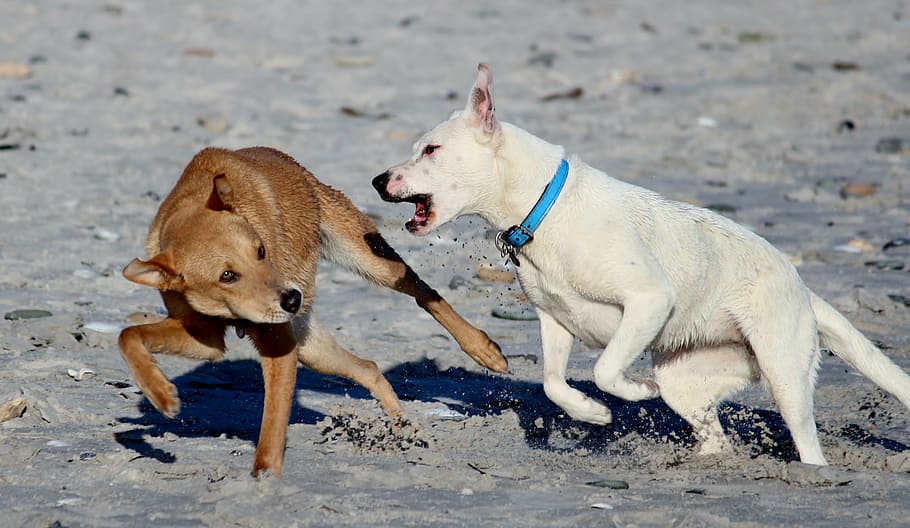 white dog attacking tan dog, dogs, beach, romp, play, fun, run HD wallpaper