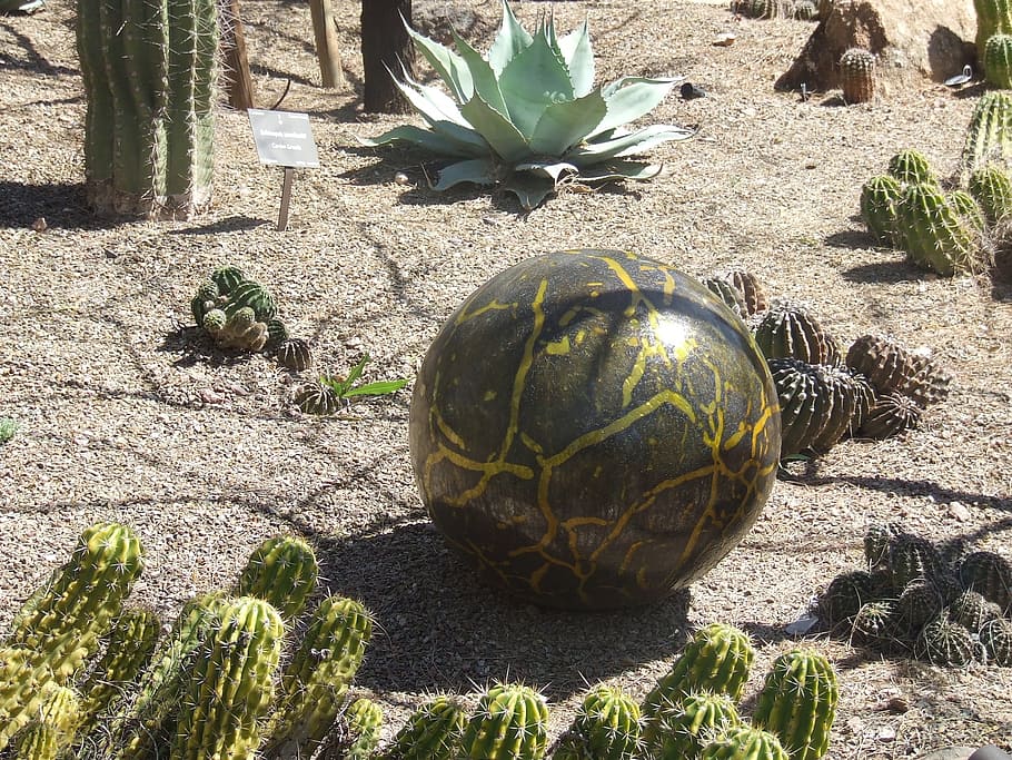 green, art, round, desert, cactus, nature, plant, sunlight HD wallpaper