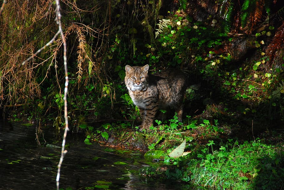 brown feline on green grass near body of water, olympic national park
