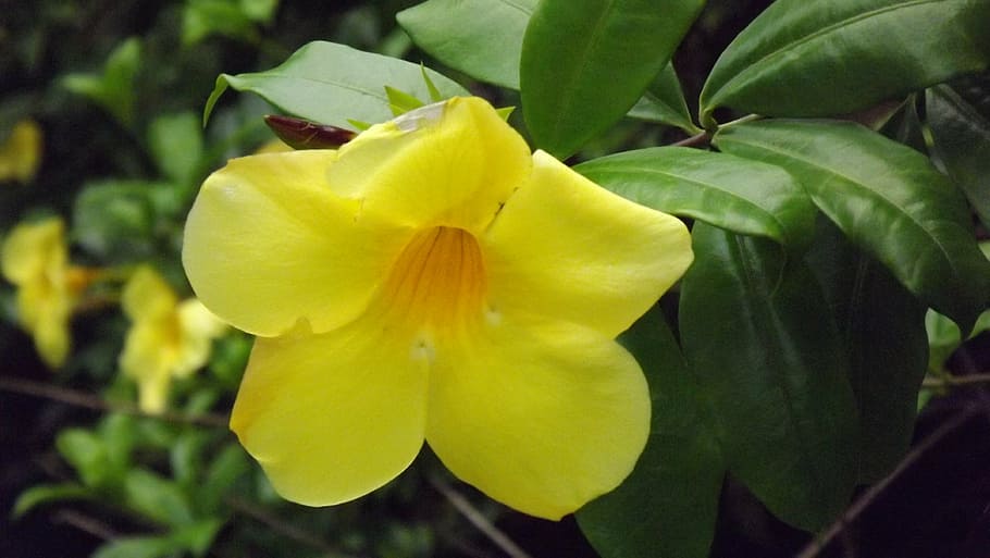 flower, comala, plants, gold cup, flowering plant, yellow, beauty in nature HD wallpaper