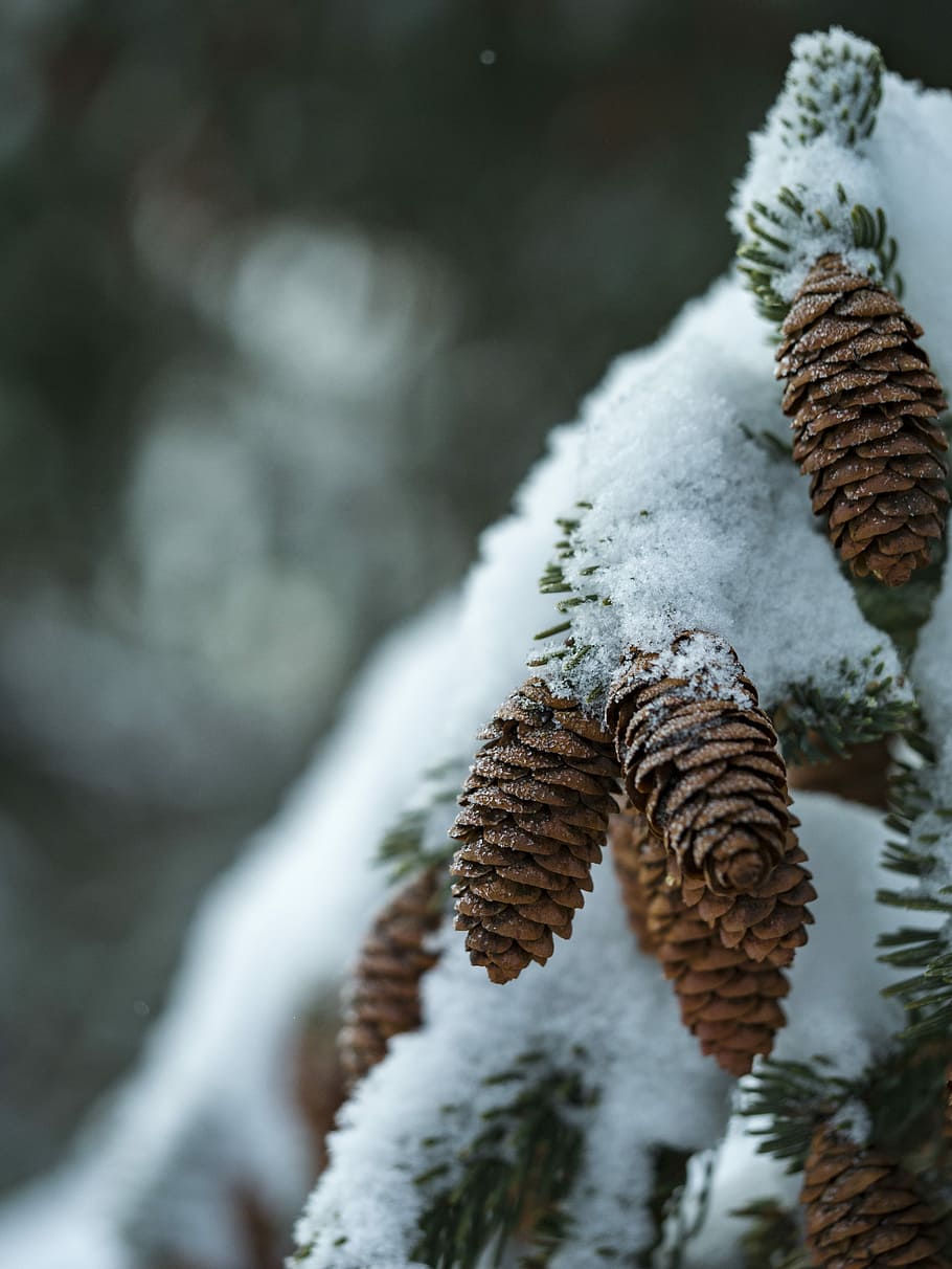 snow covering brown acorn fruit covered closeup photography, closeup photo of pine cone covered in snow, HD wallpaper