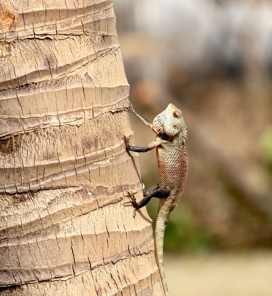 lizard, tree, palm, reptile, tropical, wildlife, creature, climbing HD wallpaper