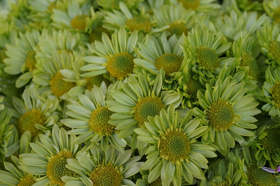 budding, daisy, green, yellow, flower, garden, blooming, fresh cut HD wallpaper