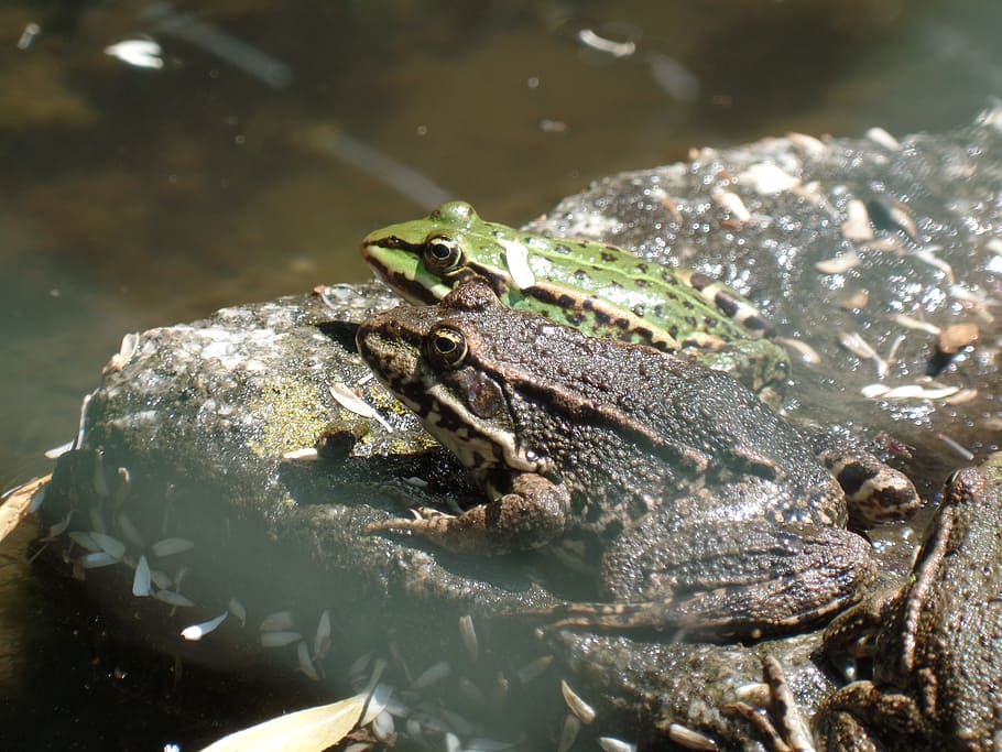 frog, water, pond, green, animal, green frog, frog pond, water frog HD wallpaper