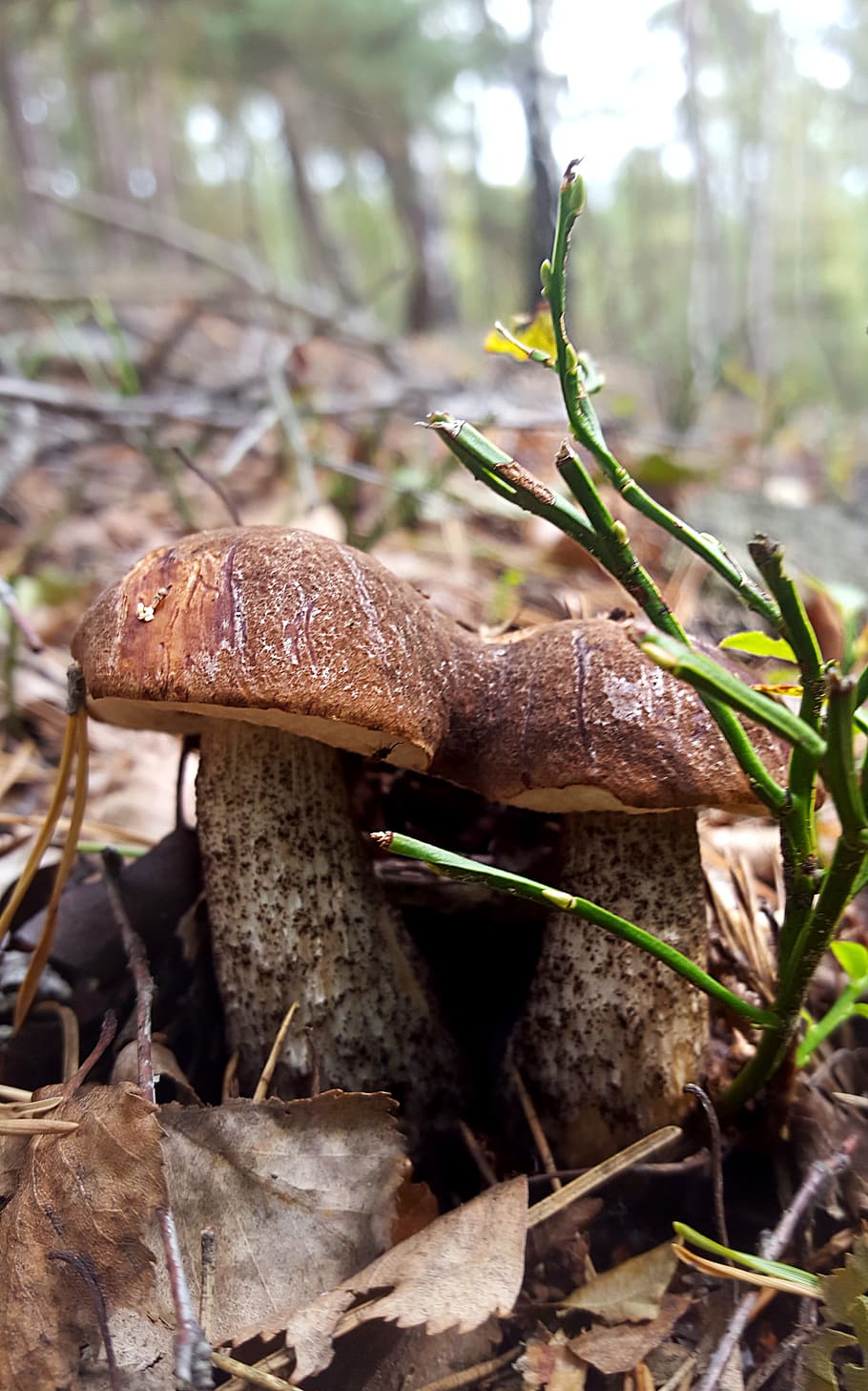 mushroom, autumn, forest, mushroom picking, close, nature, cap HD wallpaper