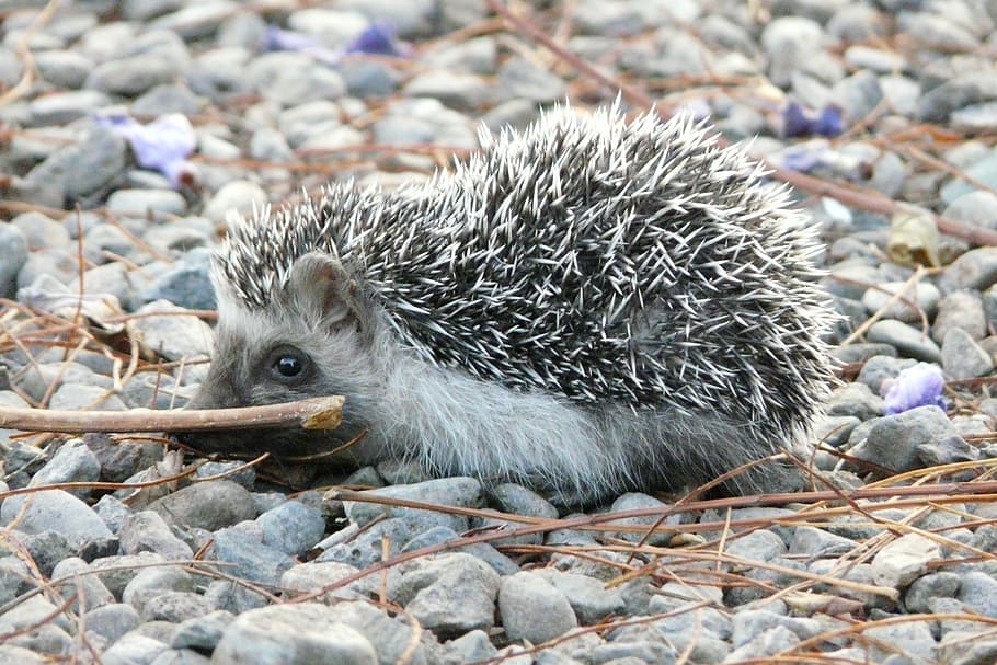 hedgehog, cute, prickly, animal, mammal, wildlife, rodent, nature HD wallpaper