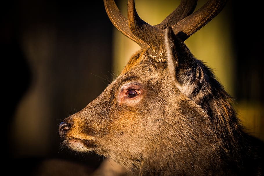 roe deer, hirsch, red deer, forest, wild, nature, animal, furred game HD wallpaper