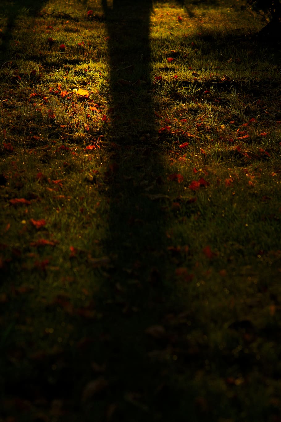grass, shadow, nature, tree, autumn, foliage, green, meadow HD wallpaper