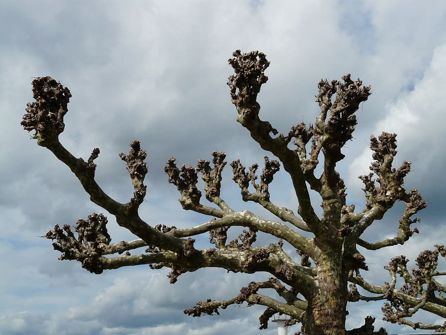 Plane, Tree, Kahl, sky, individually, weather, clouds, grey HD wallpaper