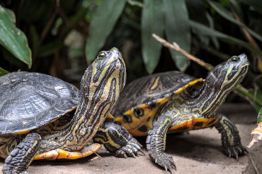 turtle, panzer, water turtle, reptile, on the water, armored HD wallpaper