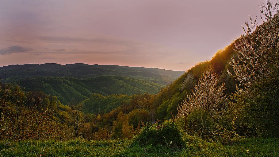 green and brown forest and mountain, green and brown mountain during day time HD wallpaper