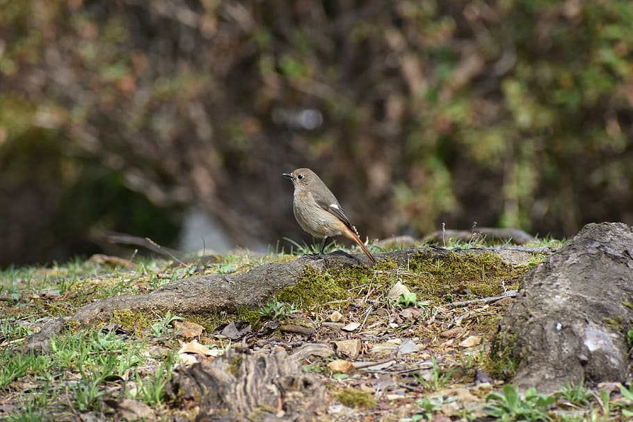 animal, grass, rock, moss, bird, wild birds, flycatcher department of HD wallpaper