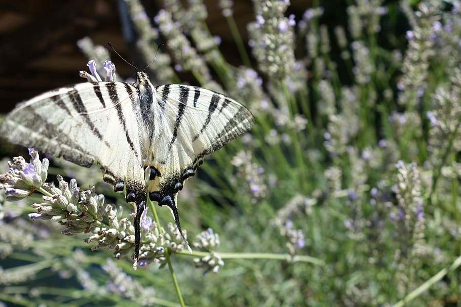 Butterfly, Nature, Bug, Black White, garden, swallowtail, pattern HD wallpaper