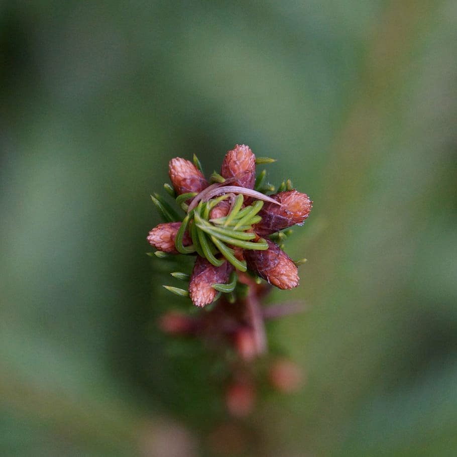 growth, six, conifer, shoot, plant, beauty in nature, flower HD wallpaper