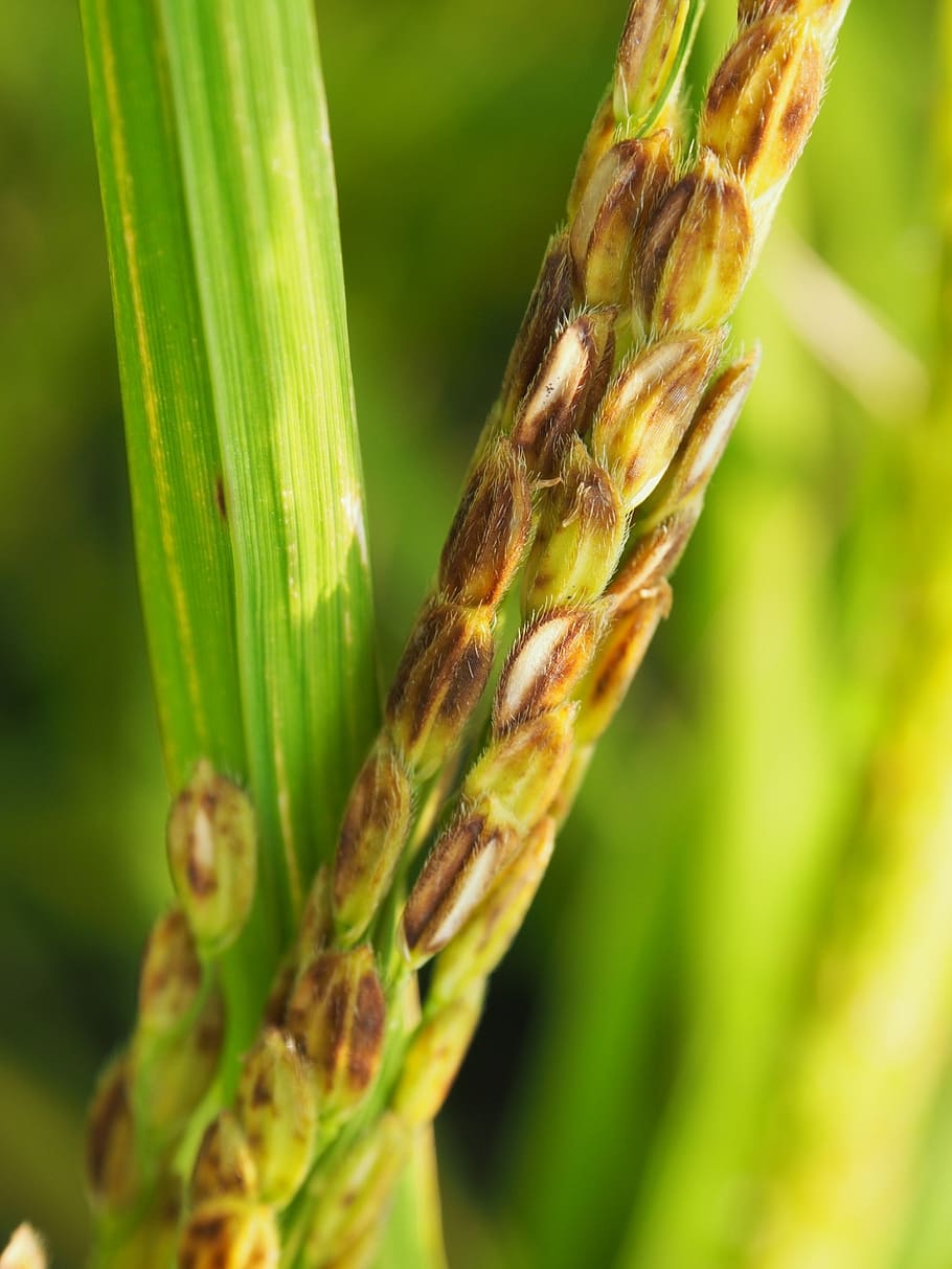 rice, blank ammunition, typhoon, growth, green color, plant HD wallpaper