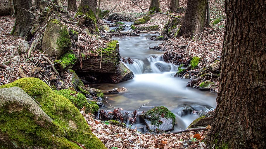 streaming water, forest, nature, stones, trees, landscape, bank HD wallpaper