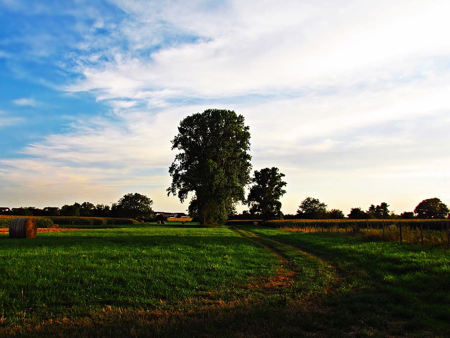 landscape, nature, tree, lane, summer, meadow, plant, sky, cloud - sky HD wallpaper