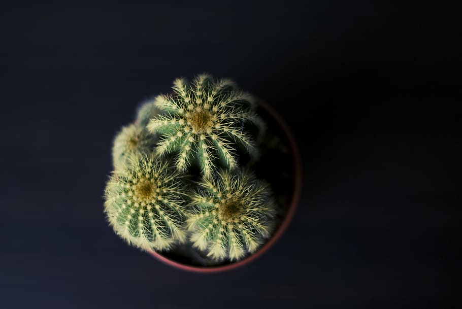 cactus, plant, spiny, nature, close-up, studio shot, no people HD wallpaper