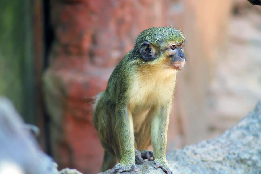 monkey, ape, mammal, primate, animal, nature, wildlife, jungle HD wallpaper