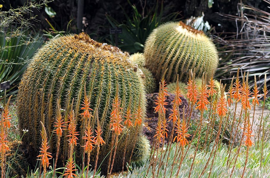 cactus, nature, desert, succulent, plant, flora, green, orange HD wallpaper