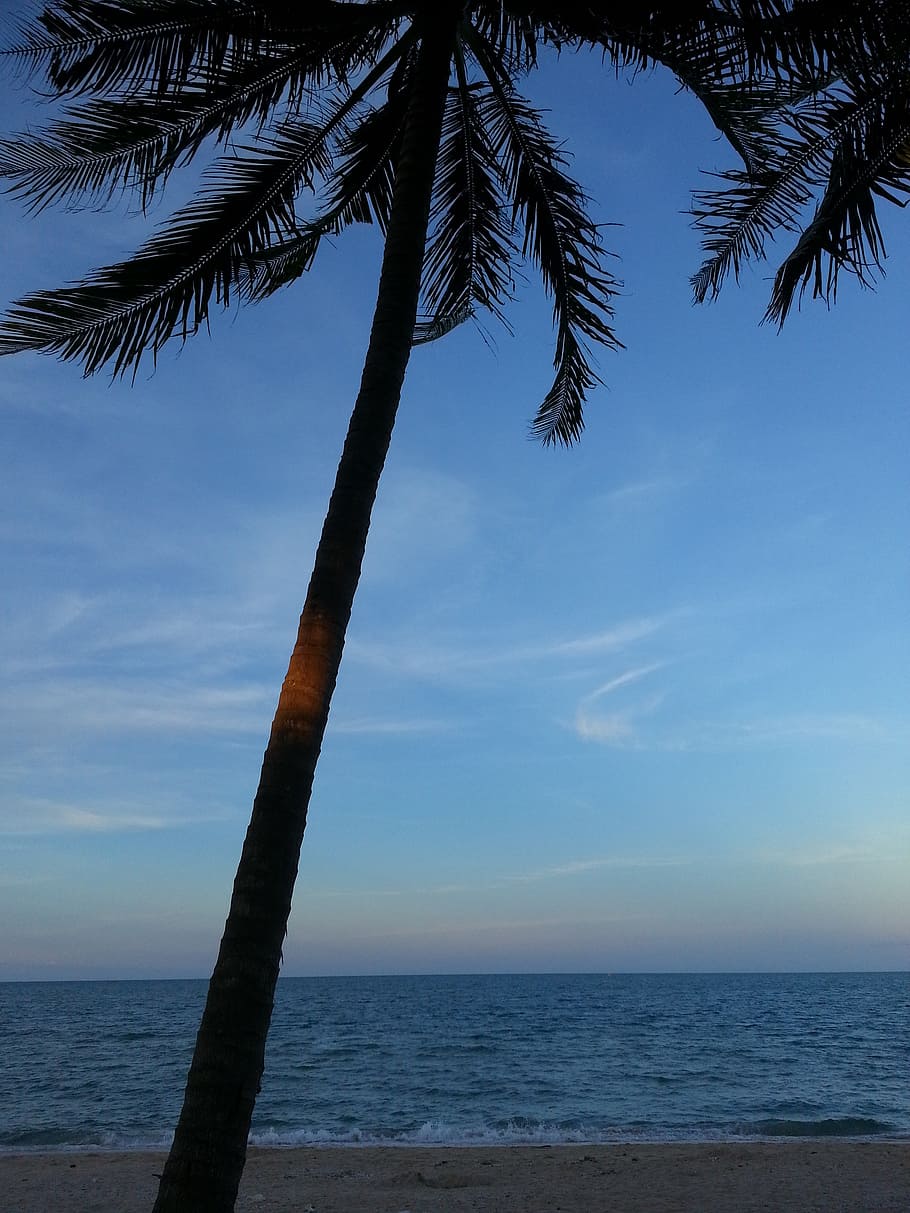 coconut tree, beach, sea, nature, tropical, water, sky, horizon over water HD wallpaper