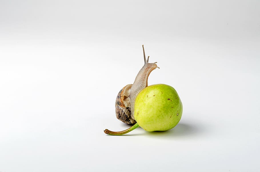 snail on green fruit, viscose, snails, ground, reptiles, food HD wallpaper