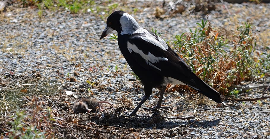 magpie, australia, native, bird, wildlife, nature, animal, avian HD wallpaper