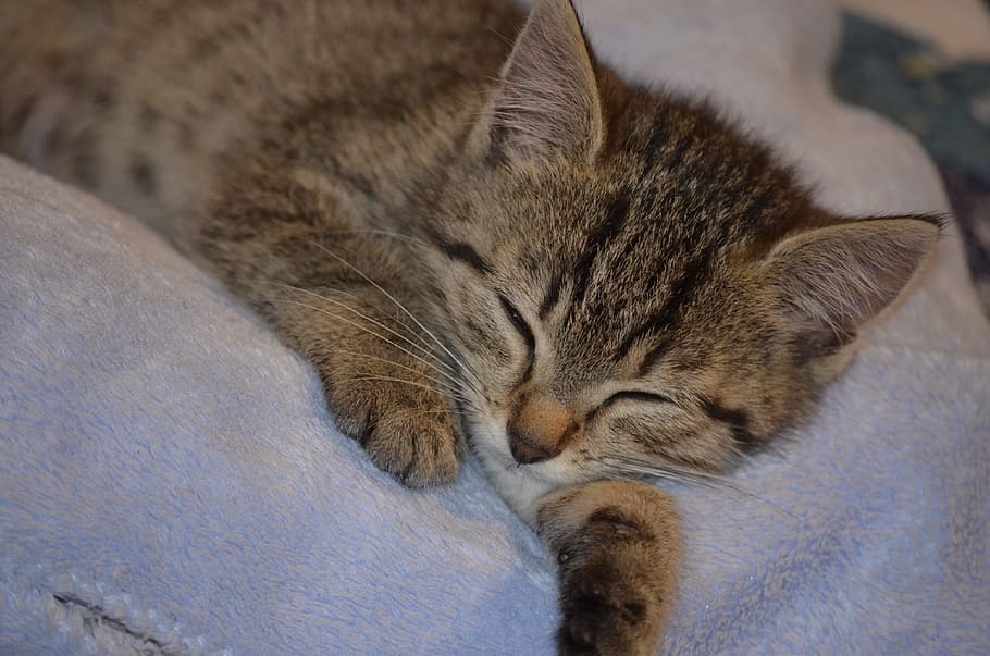 sleep, rest, cat, small cat, animals, pets, tired, domestic cat HD wallpaper