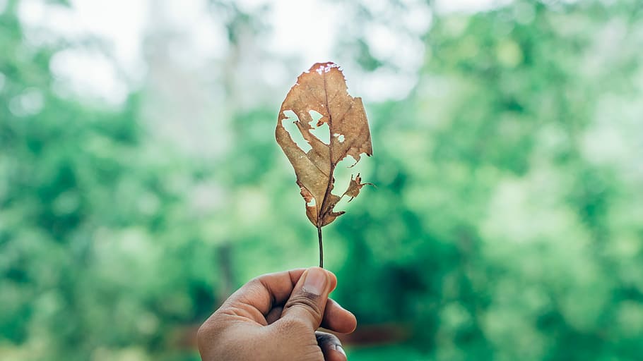 tilt-shift lens photography of person holding withered leaf during daytime, person holding dried leaf HD wallpaper