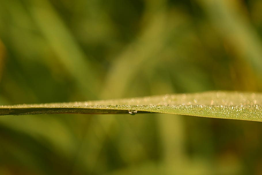 grass, dew, morgentau, background, abstract, nature, wet, postcard HD wallpaper