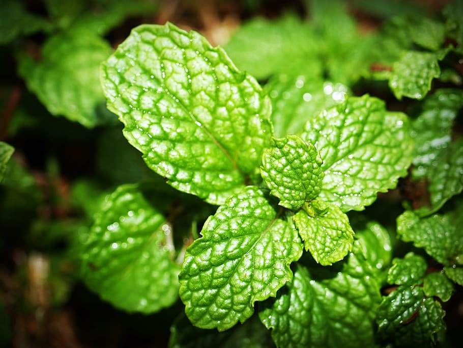 shallow focus photography of green plant, mint, leaf, menthol HD wallpaper