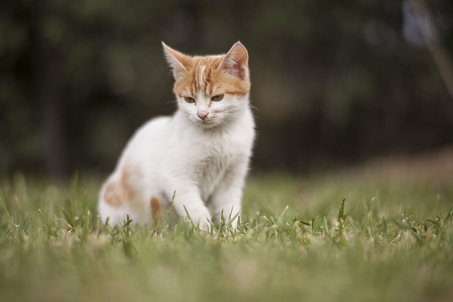 selective photography of orange tabby kitten, cat, animal, cute, HD wallpaper