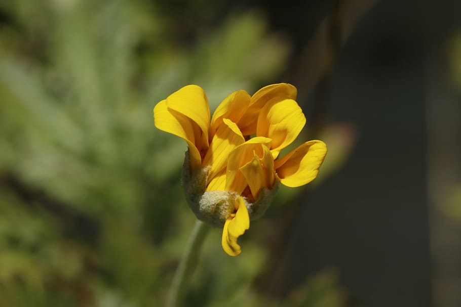 flower, yellow, petals, blurry, stem, wild, flowering plant HD wallpaper