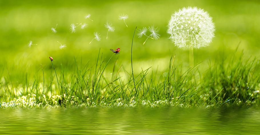 Dandelion on focus photo, meadow, ladybug, flower, plant, rush HD wallpaper