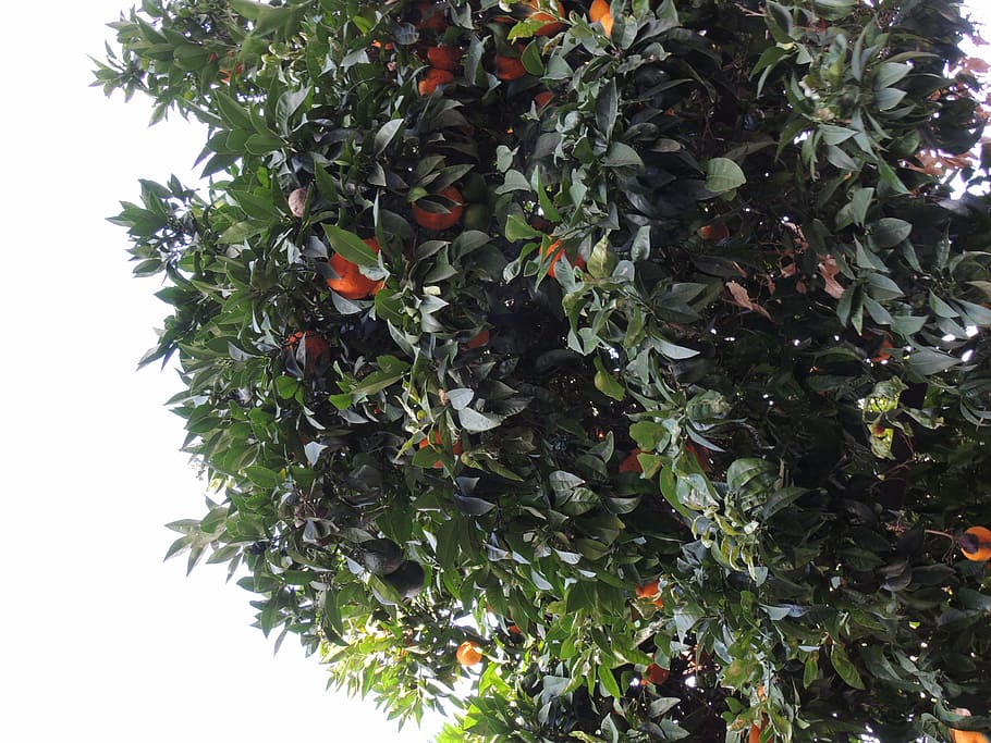 tree, mandarins, plants, food and drink, growth, fruit, healthy eating HD wallpaper