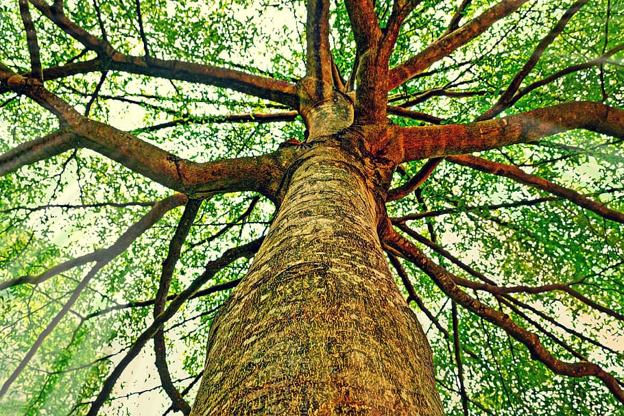 tree, trunk, bark, branches, leaves, nature, tree trunk, plant HD wallpaper