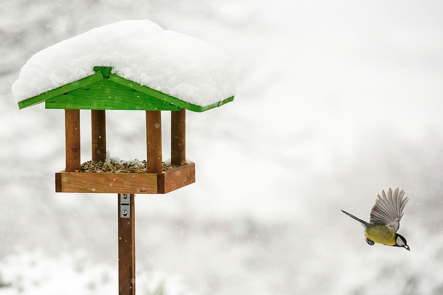 bird flying near birdhouse, bird house covered with snow, feed HD wallpaper
