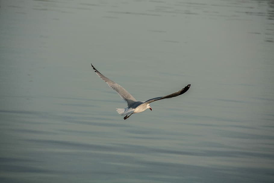 Seagull, Fly, Ave, flying, one animal, animals in the wild HD wallpaper