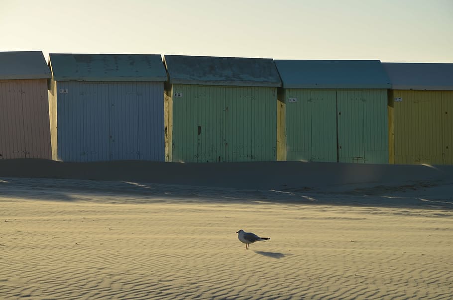 seagull, beach, bird, sand, animal, vertebrate, animal themes HD wallpaper
