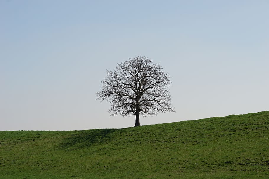 Tree, Meadow, Blue Sky, Nature, landscape, horizon, grass, bare tree HD wallpaper