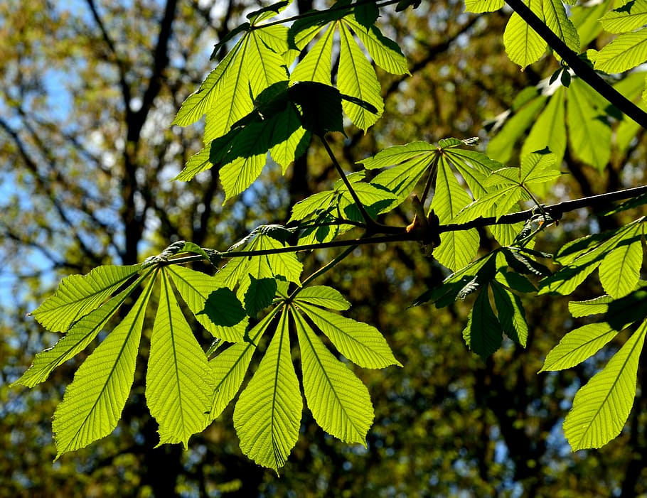 park, foliage, tree, spring, nature, the sun, leaf, branch HD wallpaper